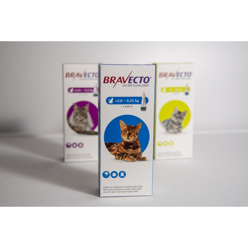 BRAVECTO GATTI    L      500 MG    6,25 - 12,5 KG
